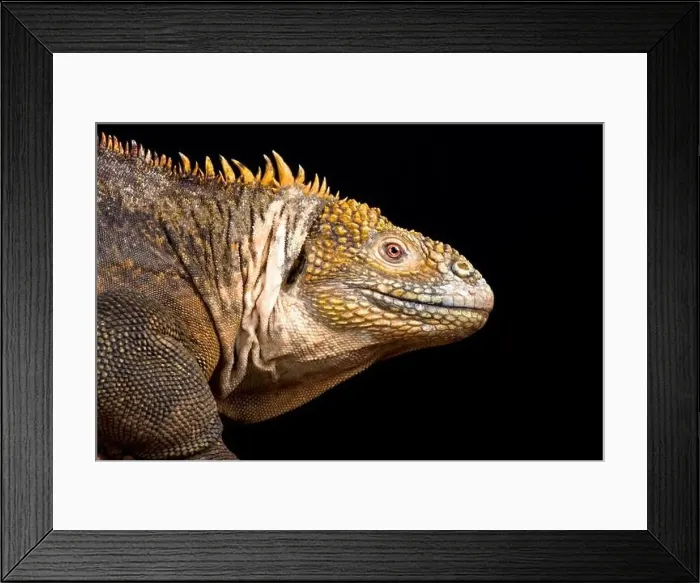 Framed Print : Galapagos land iguana (Conolophus subcristatus) Framed Print : Galapagos land iguana (Conolophus subcristatus)