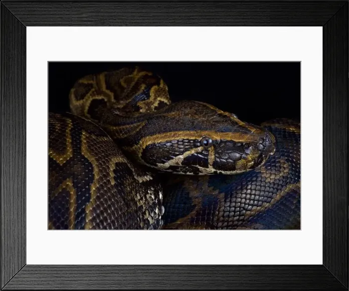Framed Print : Central African rock python (Python sebae) Framed Print : Central African rock python (Python sebae)