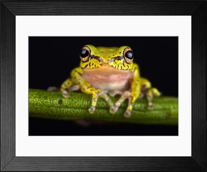 Framed Print : Cinnamon-bellied reed frog (Hyperolius cinnamomeoventris) Framed Print : Cinnamon-bellied reed frog (Hyperolius cinnamomeoventris)