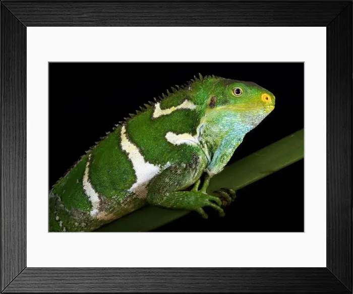 Framed Print : Fijian crested iguana (Brachylophus vitiensis) female Framed Print : Fijian crested iguana (Brachylophus vitiensis) female