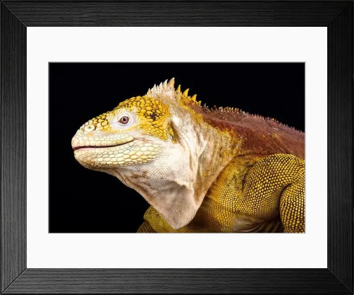Framed Print : Galapagos land iguana (Conolophus subcristatus) Framed Print : Galapagos land iguana (Conolophus subcristatus)