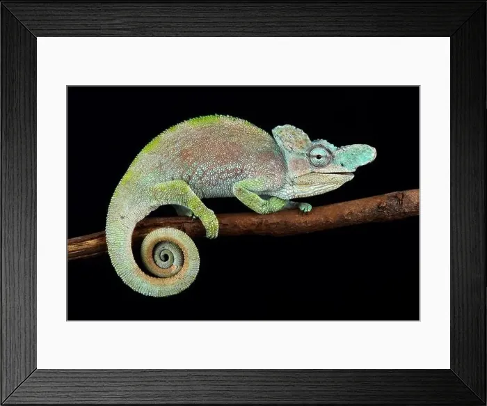 Framed Print : Rwenzori plate-nosed chameleon (Kinyongia xenorhina) Framed Print : Rwenzori plate-nosed chameleon (Kinyongia xenorhina)