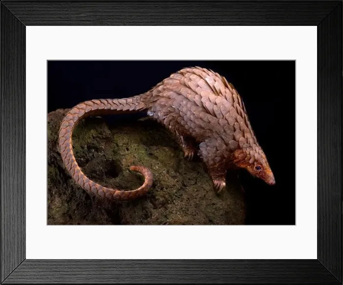 Framed Print : Tree pangolin (Phataginus tricuspis) Framed Print : Tree pangolin (Phataginus tricuspis)