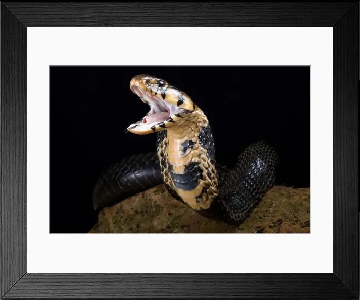 Framed Print : Forest Cobra (Naja melanoleuca) Framed Print : Forest Cobra (Naja melanoleuca)