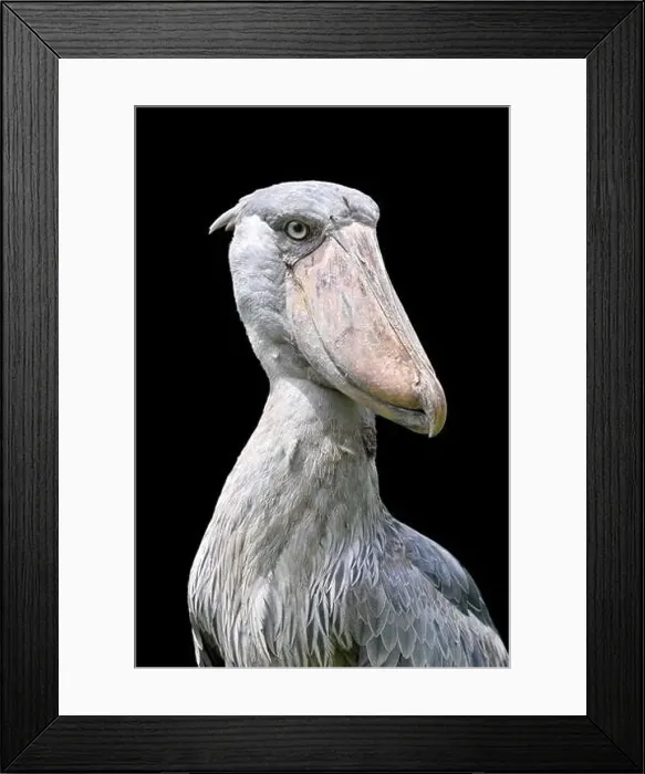 Framed Print : Shoebill stork (Balaeniceps rex) Framed Print : Shoebill stork (Balaeniceps rex)