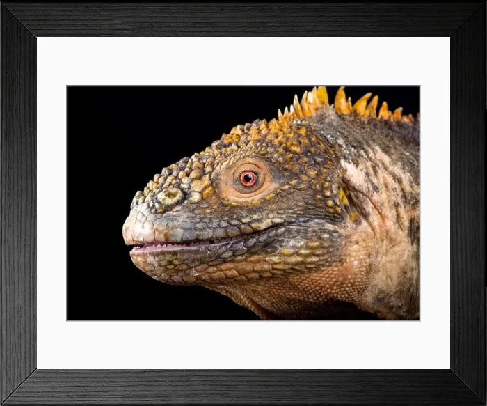 Framed Print : Galapagos land iguana (Conolophus subcristatus) Framed Print : Galapagos land iguana (Conolophus subcristatus)