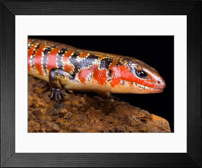 Framed Print : Hinkel's red-flanked skink (Lepidothyris hinkeli hinkeli) Framed Print : Hinkel's red-flanked skink (Lepidothyris hinkeli hinkeli)