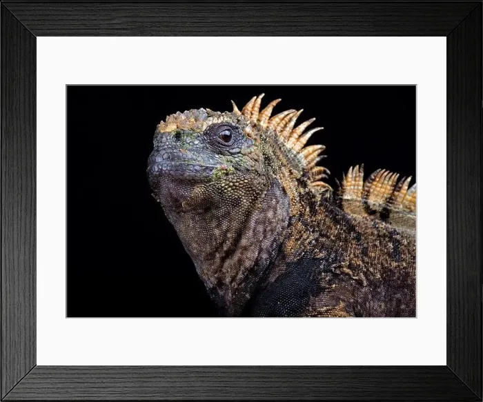 Framed Print : Santa Cruz marine iguana (Amblyrhynchus cristatus hassi) Framed Print : Santa Cruz marine iguana (Amblyrhynchus cristatus hassi)
