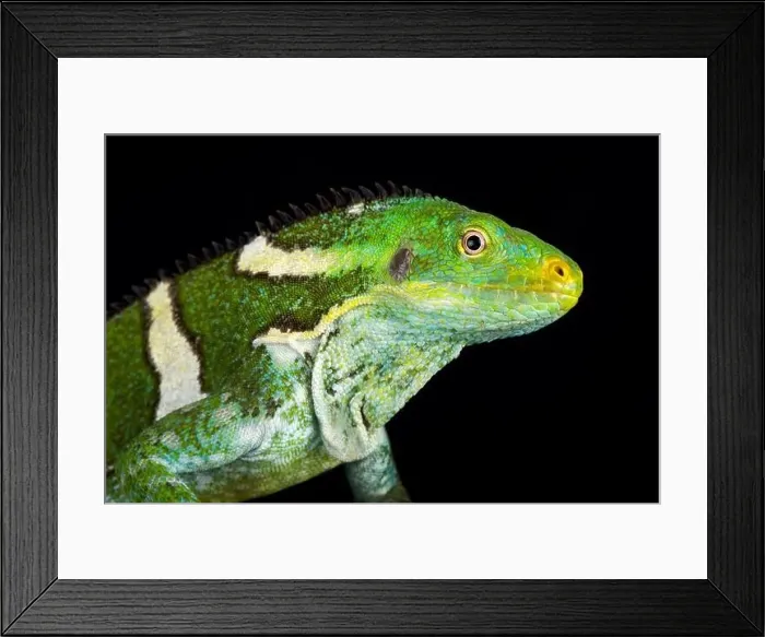 Framed Print : Fijian crested iguana (Brachylophus vitiensis) Framed Print : Fijian crested iguana (Brachylophus vitiensis)