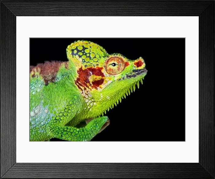 Framed Print : Mount Elgon chameleon (Trioceros hoehnelii altaeelgonis) Framed Print : Mount Elgon chameleon (Trioceros hoehnelii altaeelgonis)