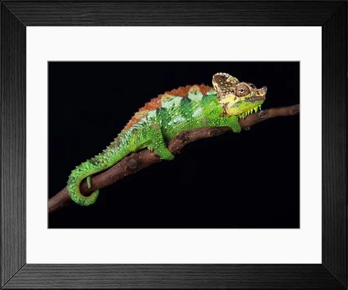 Framed Print : Mount Elgon chameleon (Trioceros hoehnelii altaeelgonis) Framed Print : Mount Elgon chameleon (Trioceros hoehnelii altaeelgonis)