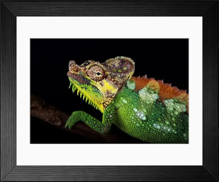Framed Print : Mount Elgon chameleon (Trioceros hoehnelii altaeelgonis) Framed Print : Mount Elgon chameleon (Trioceros hoehnelii altaeelgonis)