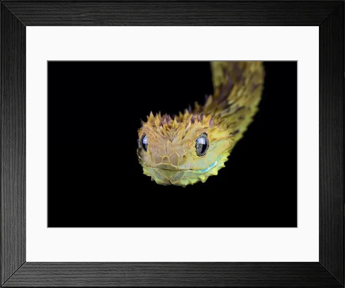 Framed Print : Hairy bush viper (Atheris hispida)