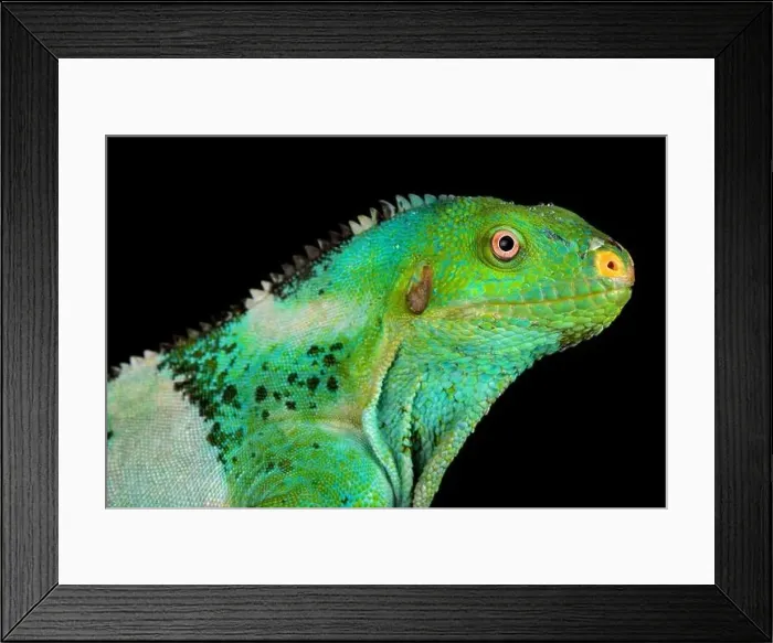 Framed Print : Fijian crested iguana (Brachylophus vitiensis) Framed Print : Fijian crested iguana (Brachylophus vitiensis)