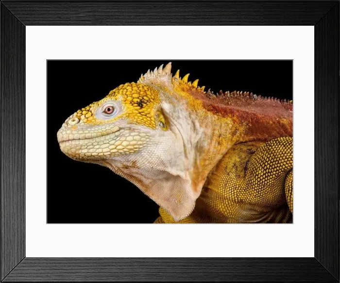 Framed Print : Galapagos land iguana (Conolophus subcristatus) Framed Print : Galapagos land iguana (Conolophus subcristatus)