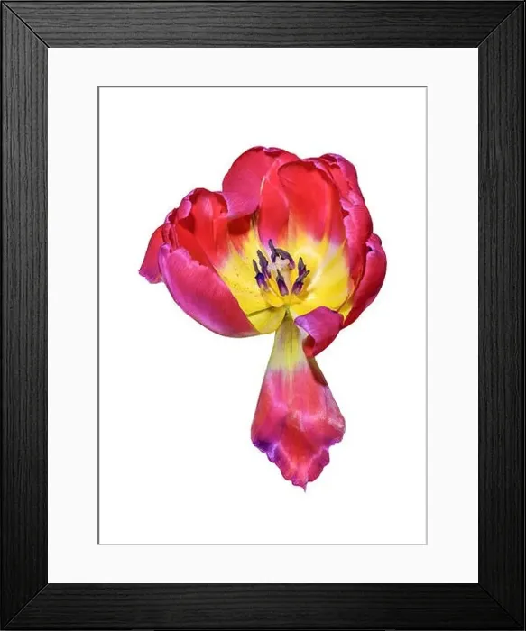 Framed Print : Fine art still life bright colorful macro of a single isolated yellow red fully opened tulip blossom with pollen Framed Print : Fine art still life bright colorful macro of a single isolated yellow red fully opened tulip blossom with pollen