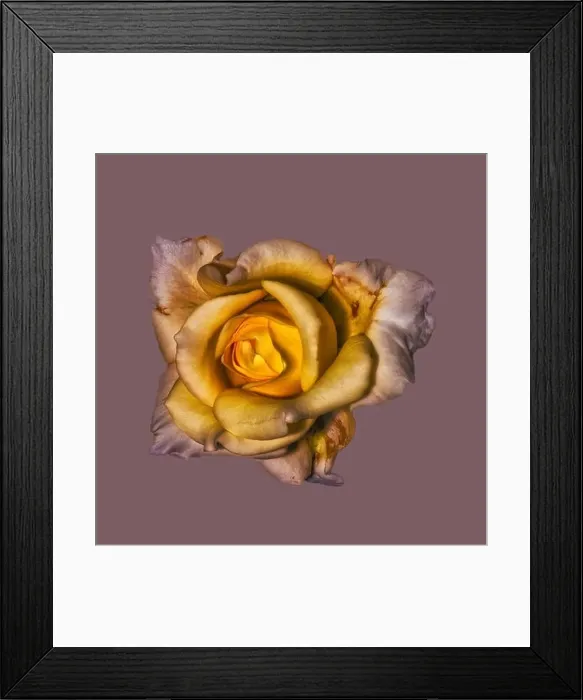 Framed Print : Fine art still life flower macro of a yellow pink rose blossom with detailed texture on blackberry colored background Framed Print : Fine art still life flower macro of a yellow pink rose blossom with detailed texture on blackberry colored background