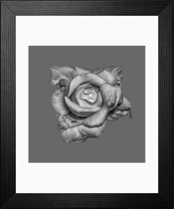 Framed Print : Fine art still life monochrome flower macro of an unusual shaped rose blossom with detailed texture on gray background Framed Print : Fine art still life monochrome flower macro of an unusual shaped rose blossom with detailed texture on gray background