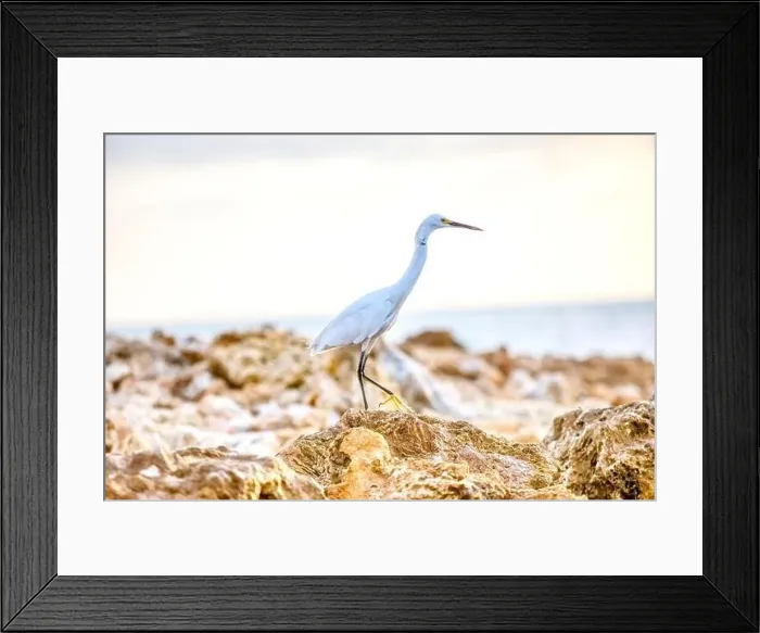 Framed Print : Grey Herron fishing for food Framed Print : Grey Herron fishing for food