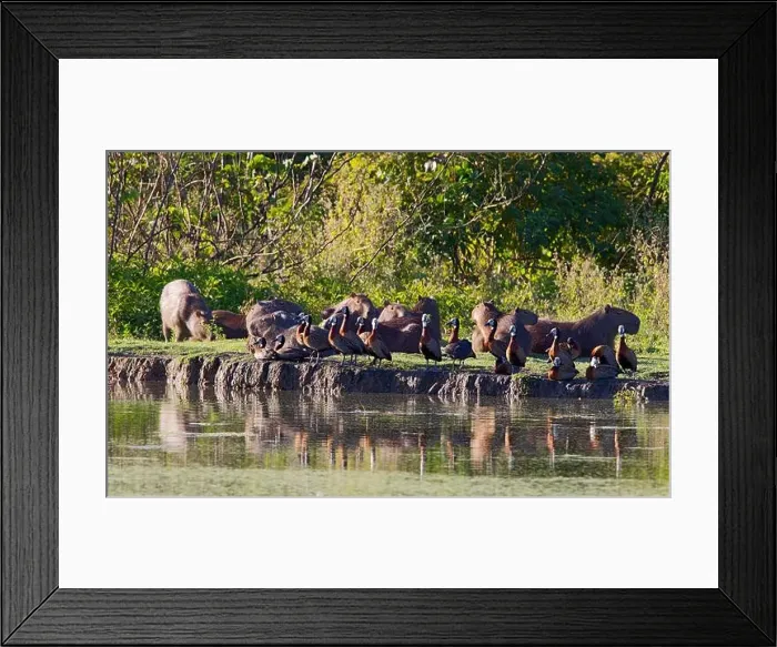 Framed Print : Witwangfluiteend en Capibara, White-faced Whistling-Duck and Capybara