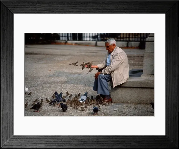 Framed Print : Old man feeding pigeons / Paris / Alter Mann fuettert Tauben Framed Print : Old man feeding pigeons / Paris / Alter Mann fuettert Tauben