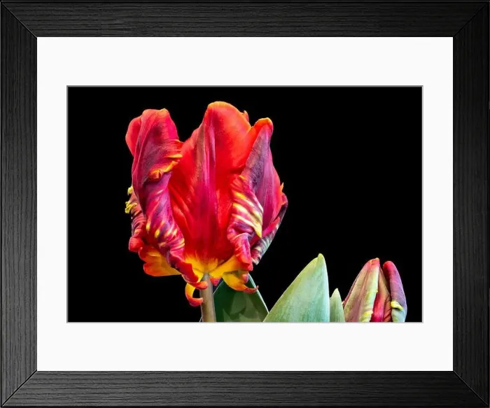 Framed Print : Fine art still life bright colorful macro fantasy of a single isolated parrot tulip blossom in surrealistic / fantastic Framed Print : Fine art still life bright colorful macro fantasy of a single isolated parrot tulip blossom in surrealistic / fantastic
