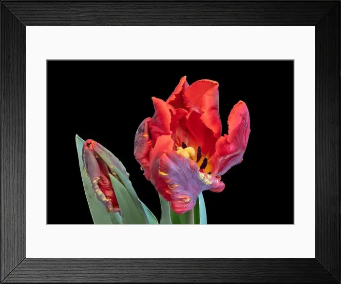 Framed Print : Fine art still life bright colorful macro fantasy of a single isolated parrot tulip blossom in surrealistic / fantastic Framed Print : Fine art still life bright colorful macro fantasy of a single isolated parrot tulip blossom in surrealistic / fantastic