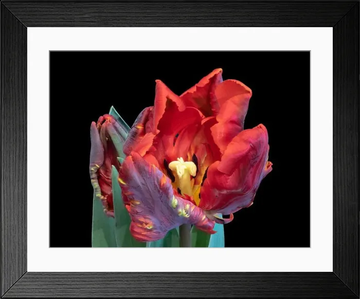 Framed Print : Fine art still life bright colorful macro fantasy of a single isolated parrot tulip blossom in surrealistic / fantastic Framed Print : Fine art still life bright colorful macro fantasy of a single isolated parrot tulip blossom in surrealistic / fantastic