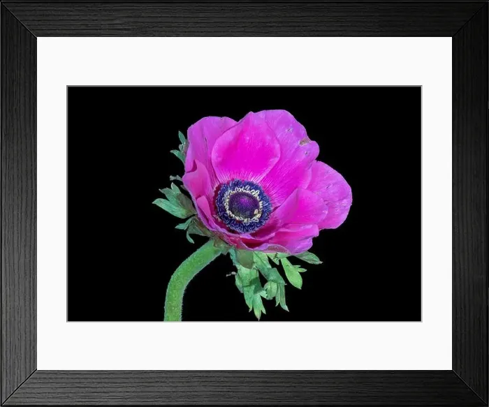 Framed Print : Fine art still life floral macro of a single isolated wide open bright pink anemone blossom with green stem Framed Print : Fine art still life floral macro of a single isolated wide open bright pink anemone blossom with green stem