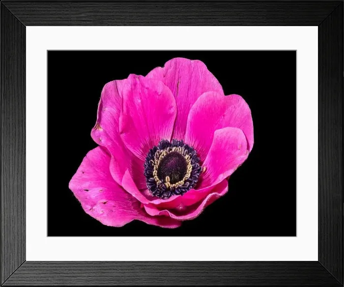 Framed Print : Fine art still life floral macro of a single isolated wide open pink anemone blossom with detailed texture on black