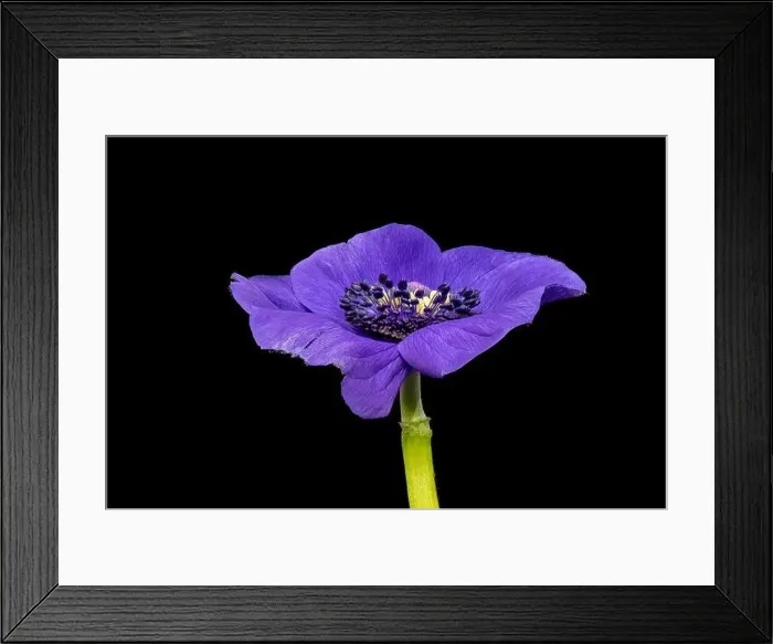 Framed Print : Fine art still life floral macro of a single isolated wide open blue anemone blossom with detailed texture Framed Print : Fine art still life floral macro of a single isolated wide open blue anemone blossom with detailed texture