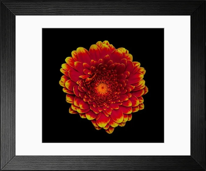 Framed Print : Floral fine art still life detailed color macro of a single isolated red yellow wide opened gerbera blossom with Framed Print : Floral fine art still life detailed color macro of a single isolated red yellow wide opened gerbera blossom with