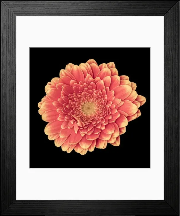 Framed Print : Floral fine art still life detailed pastel color macro of a single isolated red yellow wide opened gerbera blossom with Framed Print : Floral fine art still life detailed pastel color macro of a single isolated red yellow wide opened gerbera blossom with