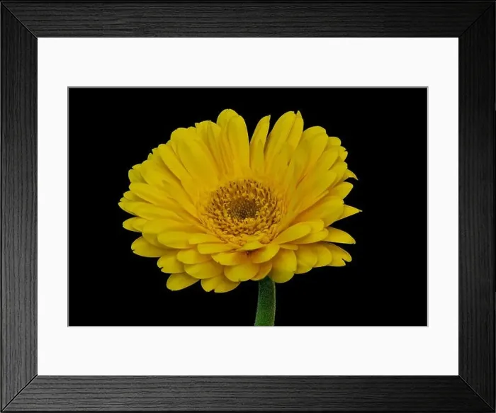 Framed Print : Floral fine art still life detailed color macro of a single isolated yellow wide opened gerbera blossom with green stem Framed Print : Floral fine art still life detailed color macro of a single isolated yellow wide opened gerbera blossom with green stem