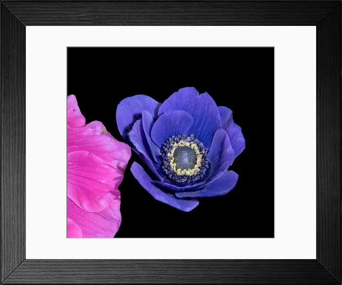 Framed Print : Fine art still life floral color macro of a single isolated wide open blue anemone blossom with detailed texture