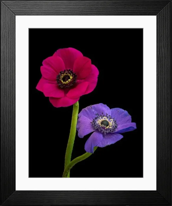 Framed Print : Fine art still life floral color macro of an isolated pair of wide open red blue violet anemone blossoms with detailed Framed Print : Fine art still life floral color macro of an isolated pair of wide open red blue violet anemone blossoms with detailed