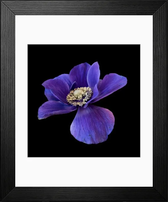 Framed Print : Fine art still life floral color macro of a single isolated wide open blue anemone blossom with detailed texture Framed Print : Fine art still life floral color macro of a single isolated wide open blue anemone blossom with detailed texture