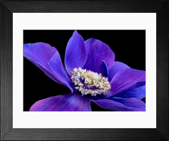 Framed Print : Fine art still life floral macro of the inner of a single isolated wide open blue violet anemone blossom with detailed