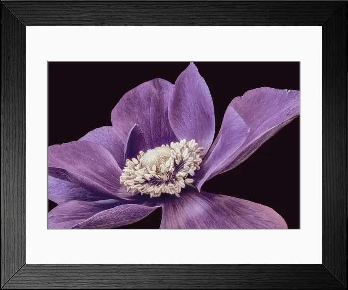 Framed Print : Fine art still life floral macro of the inner of a single isolated wide open red violet anemone blossom with detailed Framed Print : Fine art still life floral macro of the inner of a single isolated wide open red violet anemone blossom with detailed