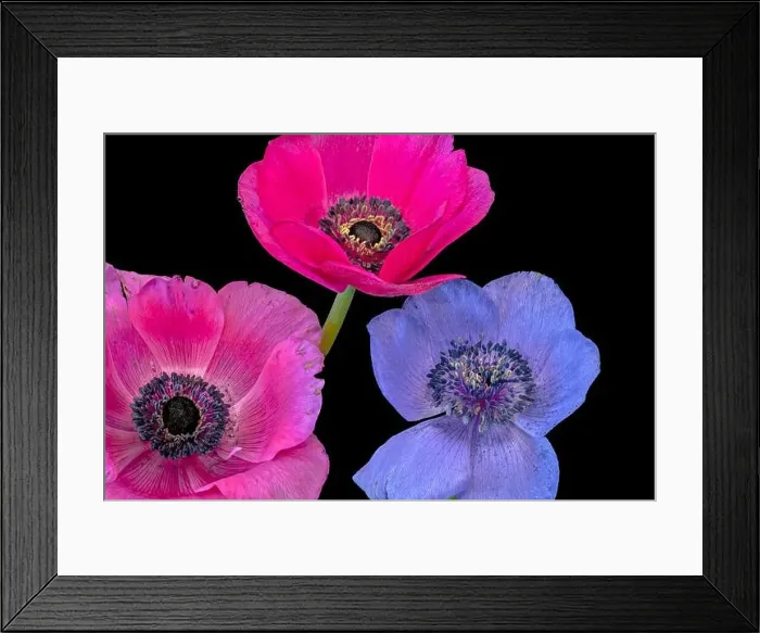 Framed Print : Fine art still life floral color macro of an isolated trio of wide open pink red blue anemone blossoms with green stem