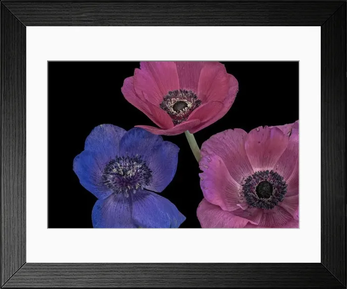 Framed Print : Fine art still life floral macro of an isolated trio of wide open pastel colored pink blue anemone blossoms with green Framed Print : Fine art still life floral macro of an isolated trio of wide open pastel colored pink blue anemone blossoms with green
