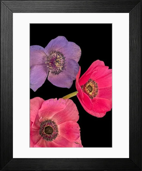 Framed Print : Fine art still life floral macro of an isolated trio of wide open bright colored red violet anemone blossoms with green