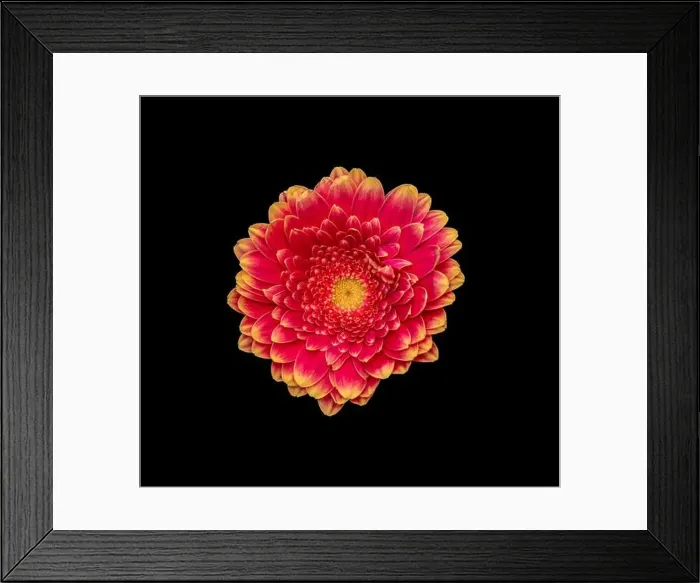 Framed Print : Floral fine art still life detailed bright color macro of a single isolated red yellow wide opened gerbera blossom with Framed Print : Floral fine art still life detailed bright color macro of a single isolated red yellow wide opened gerbera blossom with