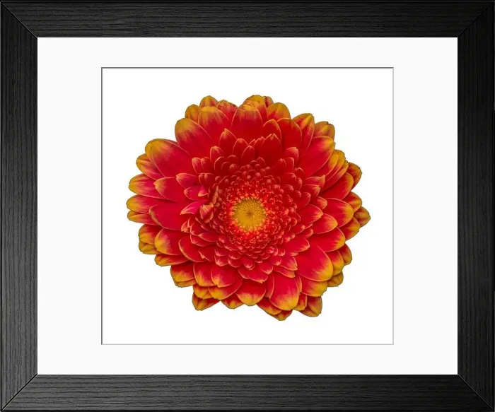 Framed Print : Floral fine art still life detailed bright color macro of a single isolated red yellow wide opened gerbera blossom with Framed Print : Floral fine art still life detailed bright color macro of a single isolated red yellow wide opened gerbera blossom with