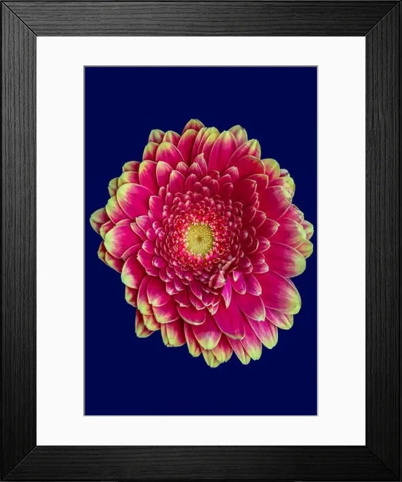 Framed Print : Floral fine art still life detailed bright color macro of a single isolated pink yellow wide opened gerbera blossom Framed Print : Floral fine art still life detailed bright color macro of a single isolated pink yellow wide opened gerbera blossom