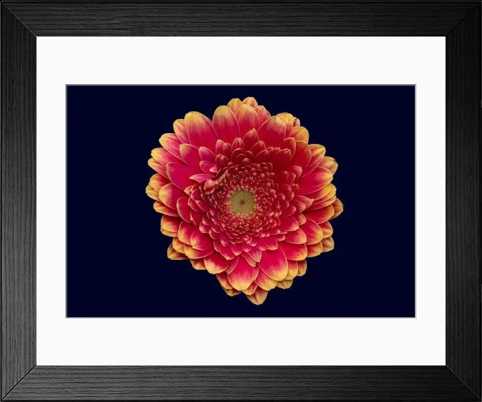 Framed Print : Floral fine art still life detailed bright color macro of a single isolated pink yellow wide opened gerbera blossom Framed Print : Floral fine art still life detailed bright color macro of a single isolated pink yellow wide opened gerbera blossom