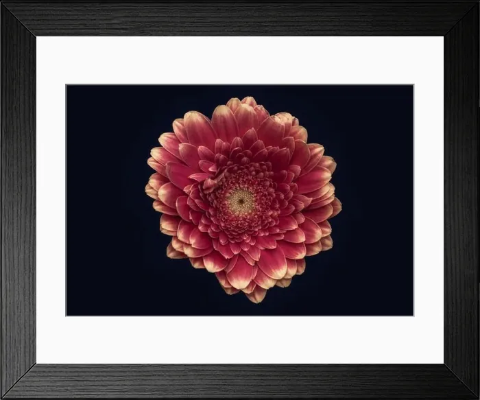 Framed Print : Floral fine art still life detailed dark color macro of a single isolated red yellow wide opened gerbera blossom with Framed Print : Floral fine art still life detailed dark color macro of a single isolated red yellow wide opened gerbera blossom with