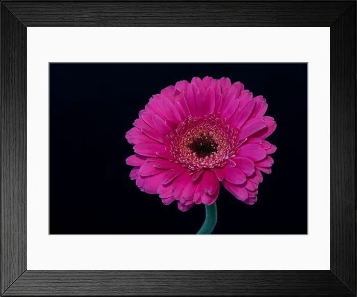 Framed Print : Floral fine art still life detailed color macro of a single isolated pink wide opened gerbera blossom with green stem Framed Print : Floral fine art still life detailed color macro of a single isolated pink wide opened gerbera blossom with green stem