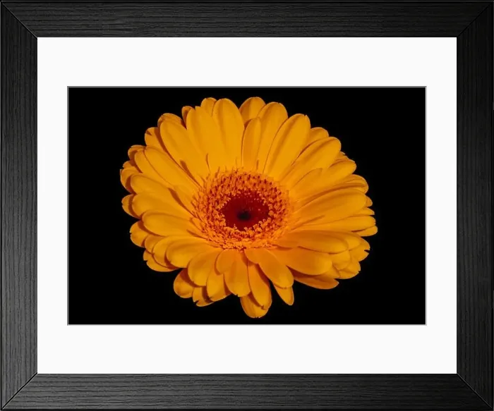 Framed Print : Floral fine art still life detailed color macro of a single isolated yellow wide opened gerbera blossom isolated Framed Print : Floral fine art still life detailed color macro of a single isolated yellow wide opened gerbera blossom isolated