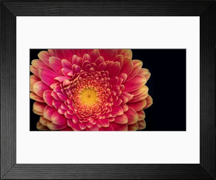 Framed Print : Floral fine art still life detailed color macro of the inner of a single isolated red pink yellow wide opened gerbera Framed Print : Floral fine art still life detailed color macro of the inner of a single isolated red pink yellow wide opened gerbera